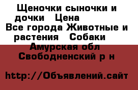 Щеночки-сыночки и дочки › Цена ­ 30 000 - Все города Животные и растения » Собаки   . Амурская обл.,Свободненский р-н